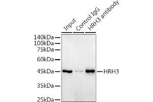 Immunoprecipitation analysis of 300 μg extracts of Raji cells using 3 μg HRH3 antibody (ABIN7267661). (HRH3 Antikörper)