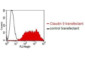 . BOSC23 cells were transiently transfected with an expression vector encoding either Claudin 9 (red curve) or an irrelevant protein (control transfectant). Binding of YD-4E9 was detected with a PE conjugated secondary antibody. A positive signal was obtained only with Claudin 9 transfected cells. (Claudin 9 Antikörper)