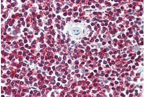 Anti-LGR6 antibody  ABIN1049008 IHC staining of human spleen.