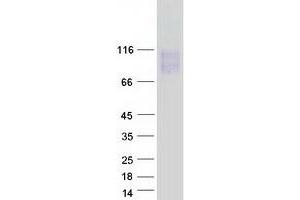 Western Blotting (WB) image for Lysosomal-Associated Membrane Protein 2 (LAMP2) (Transcript Variant C) protein (Myc-DYKDDDDK Tag) (ABIN2713367)