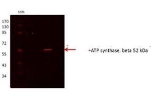 ATP5B antibody - N-terminal region  validated by WB using Proximal kidney tubules purfied from cortex at 1:1000. (ATP5B Antikörper  (N-Term))