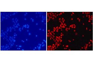 Immunofluorescence analysis of 293T cells using DiMethyl-Histone H4-K20 Polyclonal Antibody (Histone H4 Antikörper  (2meLys20))
