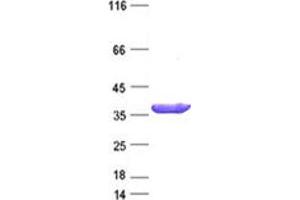 Validation with Western Blot (TCEAL2 Protein (DYKDDDDK Tag))