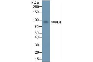 Mouse Capture antibody from the kit in WB with Positive Control: U937 cell lysate.