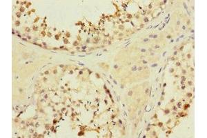Immunohistochemistry of paraffin-embedded human testis tissue using ABIN7160377 at dilution of 1:100 (MYBL1 Antikörper  (AA 503-752))
