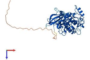 PRKX Protein (AA 1-358) (His tag)