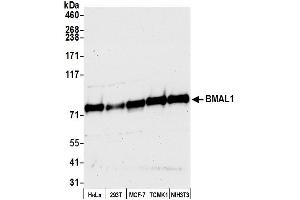 Western Blotting (WB) image for anti-Aryl Hydrocarbon Receptor Nuclear Translocator-Like (ARNTL) (AA 575-625) antibody (ABIN7450039)