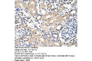Rabbit Anti-EXOSC7 Antibody  Paraffin Embedded Tissue: Human Kidney Cellular Data: Epithelial cells of renal tubule Antibody Concentration: 4. (EXOSC7 Antikörper  (N-Term))