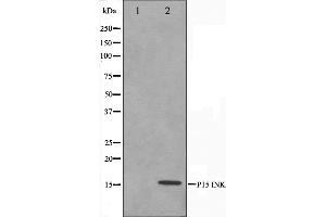 Western blot analysis on HeLa cell lysate using p15 INK Antibody. (CDKN2B Antikörper  (Internal Region))