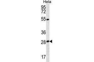 TSN Antibody (Center) western blot analysis in Hela cell line lysates (35 µg/lane). (Translin Antikörper  (Middle Region))