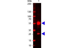 Human IgG (H&L) Antibody 680 Conjugated - Western Blot. (Ziege anti-Human IgG (Heavy & Light Chain) Antikörper (DyLight 680) - Preadsorbed)