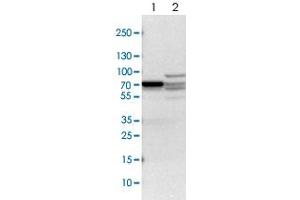 Western blot analysis of Lane 1: NIH-3T3 cell lysate (Mouse embryonic fibroblast cells), Lane 2: NBT-II cell lysate (Rat Wistar bladder tumour cells) with DPYSL2 polyclonal antibody  at 1:100-1:500 dilution. (DPYSL2 Antikörper)