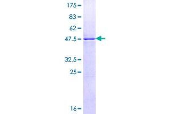 RALB Protein (AA 1-206) (GST tag)