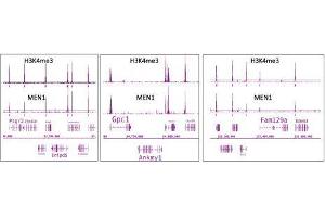 Menin antibody (pAb) tested by ChIP-Seq. (Menin Antikörper  (C-Term))