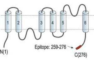 Representative domain view of the target of ABIN7884770.
