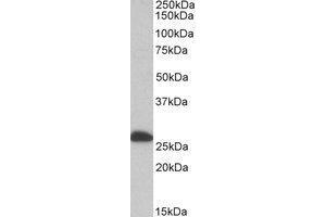 AP21283PU-N ETFB antibody staining of Human Liver lysate at 0. (ETFB Antikörper  (Internal Region))