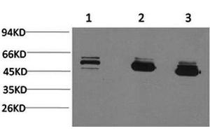 Western Blot analysis of 1) MCF7, 2) Mouse brain, 3) Rat brain with MICU1 Monoclonal Antibody. (MICU1 Antikörper)