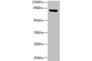 Western blot All lanes: RAD17 antibody at 12 μg/mL + Mouse thymus tissue Secondary Goat polyclonal to rabbit IgG at 1/10000 dilution Predicted band size: 78, 76, 58, 67 kDa Observed band size: 78 kDa (RAD17 Antikörper  (AA 1-270))