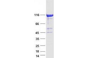 Validation with Western Blot (CHD1L Protein (Myc-DYKDDDDK Tag))