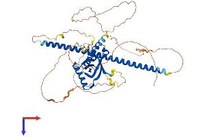 NOS1AP Protein (AA 1-506) (His tag)