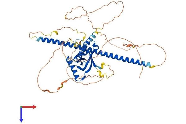 NOS1AP Protein (AA 1-506) (His tag)