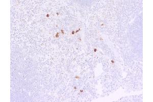 Rat anti-Mouse lambda Light Chain (Lambda-IgLC) antibody