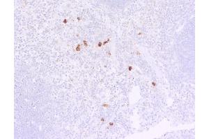 Indirect immunostaining of PFA fixed, paraffin embedded mouse spleen section (dilution 1 : 50, 1h incubation).
