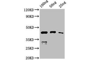 Western Blot Positive WB detected in Recombinant protein All lanes: VP1 antibody at 2. (VP1 (S1) (AA 288-369) Antikörper)