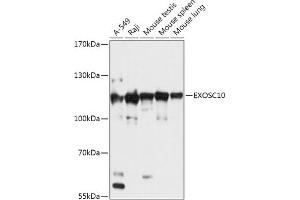 Western blot analysis of extracts of various cell lines, using EXOSC10 antibody (ABIN7267062) at 1:1000 dilution. (EXOSC10 Antikörper  (AA 586-885))