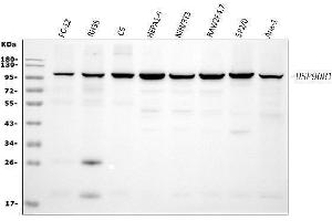 Western blot analysis of GRP94 using anti-GRP94 antibody (ABIN3042463).