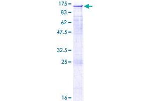 Image no. 1 for AXL Receptor tyrosine Kinase (AXL) (AA 1-894) protein (GST tag) (ABIN1346245)