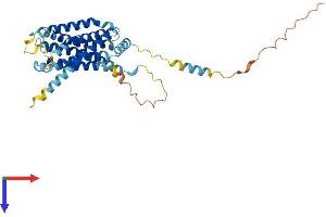 GPR62 Protein (AA 1-358) (His tag)
