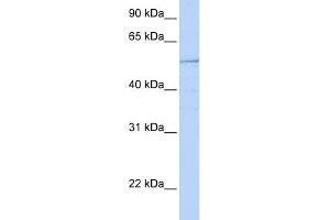 WB Suggested Anti-HNF1B Antibody Titration:  0. (HNF1B Antikörper  (N-Term))