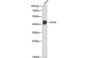 Western blot analysis of extracts of Lovo cells, using P antibody (ABIN6132461, ABIN6145256, ABIN6145257 and ABIN6221064) at 1:1000 dilution. (PAX4 Antikörper  (AA 50-200))