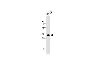 Anti-IGFBP2 Antibody (C-term) at 1:1000 dilution + T47D whole cell lysate Lysates/proteins at 20 μg per lane. (IGFBP2 Antikörper  (C-Term))