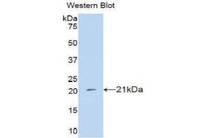 Western Blotting (WB) image for anti-Interferon, alpha 4 (IFNa4) (AA 10-163) antibody (ABIN3209118) (IFNA4 Antikörper  (AA 10-163))