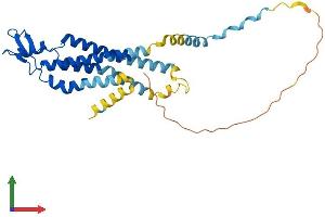 AlphaFold protein structure predicition of Human Recombinant GJD3 Protein, UniprotID Q8N144