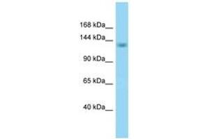 Image no. 1 for anti-RNA Binding Motif Protein 16 (RBM16) (AA 645-694) antibody (ABIN6748332) (RBM16 Antikörper  (AA 645-694))