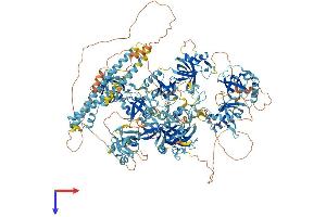 RNF17 Protein (AA 1-1623) (His tag)