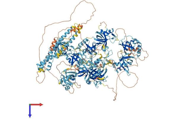 RNF17 Protein (AA 1-1623) (His tag)