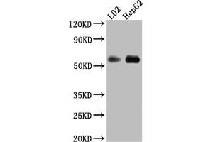 Western Blot Positive WB detected in: L02 whole cell lysate, HepG2 whole cell lysate All lanes: Monoamine Oxidase B Antibody at 1:1000 Secondary Goat polyclonal to rabbit IgG at 1/50000 dilution Predicted band size: 59, 47 kDa Observed band size: 59 kDa (Rekombinanter Monoamine Oxidase B Antikörper)