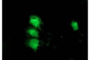 Anti-MGLL mouse monoclonal antibody (ABIN2454564) immunofluorescent staining of COS7 cells transiently transfected by pCMV6-ENTRY MGLL (RC218358). (MGLL Antikörper)