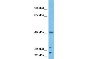 Host:  Rabbit  Target Name:  WWTR1  Sample Type:  HepG2 Whole Cell lysates  Antibody Dilution:  1. (WWTR1 Antikörper  (N-Term))