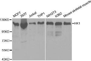 Western blot analysis of extracts of various cell lines, using HK1 antibody (ABIN5970413) at 1/500 dilution. (Hexokinase 1 Antikörper)