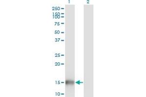 Western Blot analysis of UBL3 expression in transfected 293T cell line by UBL3 monoclonal antibody (M05), clone 3A8. (UBL3 Antikörper  (AA 1-117))