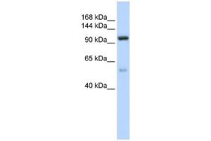 Western Blotting (WB) image for anti-Nucleolar Protein 6 (NOL6) antibody (ABIN2458545)