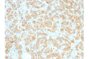 Formalin-fixed, paraffin-embedded human Pancreas stained with GP2 Recombinant Rabbit Monoclonal Antibody (GP2/2569R).