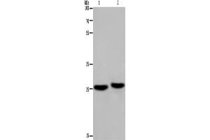 Western Blotting (WB) image for anti-Ependymin Related Protein 1 (Zebrafish) (EPDR1) antibody (ABIN2423381) (EPDR1 Antikörper)