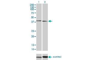 Western blot analysis of MAPK11 over-expressed 293 cell line, cotransfected with MAPK11 Validated Chimera RNAi (Lane 2) or non-transfected control (Lane 1).