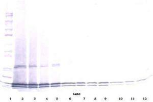 Image no. 2 for anti-Interleukin 17B (IL17B) antibody (ABIN465608) (IL17B Antikörper)